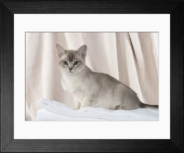 Framed Print : A22, 536. CAT, Burmilla, cinnamon in coloured towels Date: 25-Mar-19 Framed Print : A22, 536. CAT, Burmilla, cinnamon in coloured towels Date: 25-Mar-19