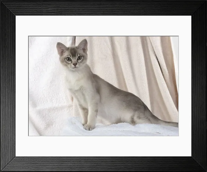 Framed Print : A22, 541. CAT, Burmilla, cinnamon in coloured towels Date: 25-Mar-19 Framed Print : A22, 541. CAT, Burmilla, cinnamon in coloured towels Date: 25-Mar-19