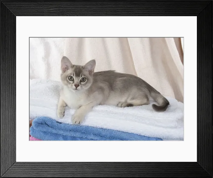 Framed Print : A22, 543. CAT, Burmilla, cinnamon in coloured towels Date: 25-Mar-19 Framed Print : A22, 543. CAT, Burmilla, cinnamon in coloured towels Date: 25-Mar-19