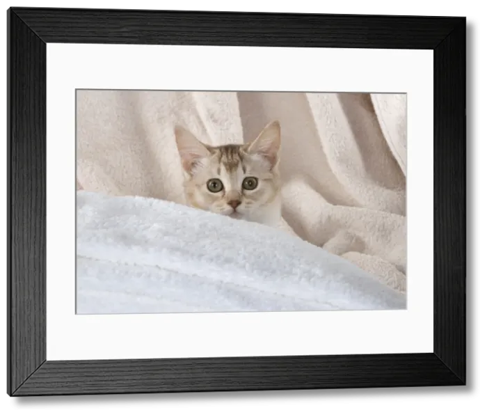 Framed Print : A22, 546. CAT.Caramel silver Burmilla in coloured towels Date: 25-Mar-19 Framed Print : A22, 546. CAT.Caramel silver Burmilla in coloured towels Date: 25-Mar-19