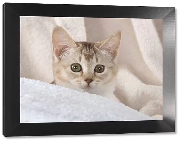 A22, 547. CAT.Caramel silver Burmilla in coloured towels Date: 25-Mar-19