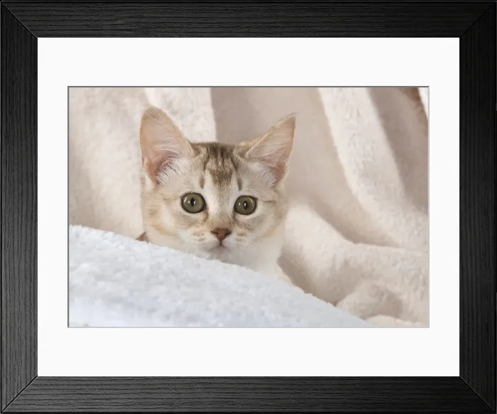 Framed Print : A22, 547. CAT.Caramel silver Burmilla in coloured towels Date: 25-Mar-19 Framed Print : A22, 547. CAT.Caramel silver Burmilla in coloured towels Date: 25-Mar-19