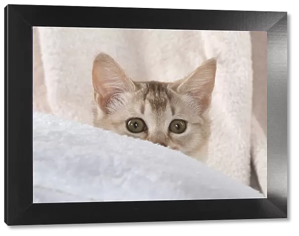 A22, 548. CAT.Caramel silver Burmilla in coloured towels Date: 25-Mar-19