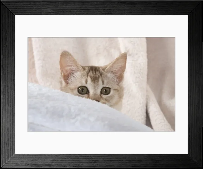 Framed Print : A22, 548. CAT.Caramel silver Burmilla in coloured towels Date: 25-Mar-19 Framed Print : A22, 548. CAT.Caramel silver Burmilla in coloured towels Date: 25-Mar-19