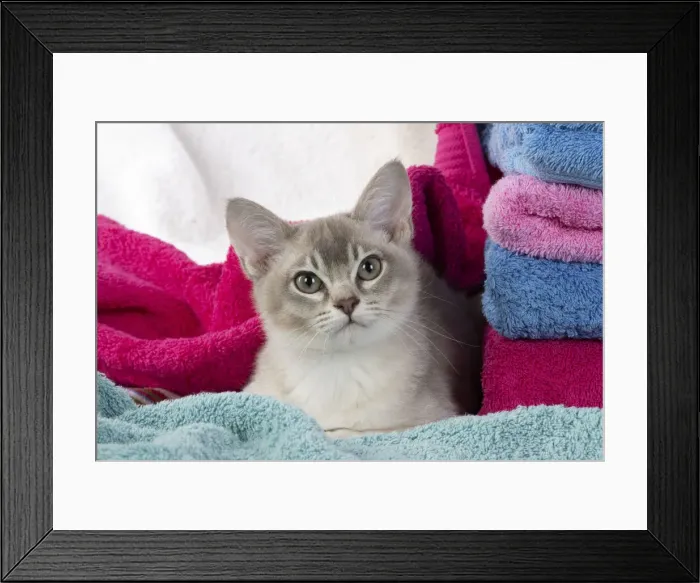 Framed Print : A22, 553. CAT, Burmilla, cinnamon in coloured towels Date: 25-Mar-19 Framed Print : A22, 553. CAT, Burmilla, cinnamon in coloured towels Date: 25-Mar-19