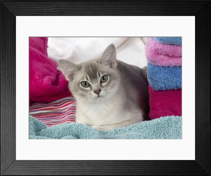 Framed Print : A22, 555. CAT, Burmilla, cinnamon in coloured towels Date: 25-Mar-19 Framed Print : A22, 555. CAT, Burmilla, cinnamon in coloured towels Date: 25-Mar-19