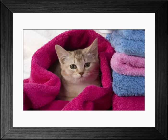 Framed Print : A22, 557. CAT.Caramel silver Burmilla in coloured towels Date: 25-Mar-19 Framed Print : A22, 557. CAT.Caramel silver Burmilla in coloured towels Date: 25-Mar-19