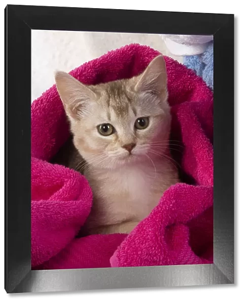 A22, 558. CAT.Caramel silver Burmilla in coloured towels Date: 25-Mar-19