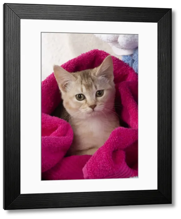 Framed Print : A22, 558. CAT.Caramel silver Burmilla in coloured towels Date: 25-Mar-19