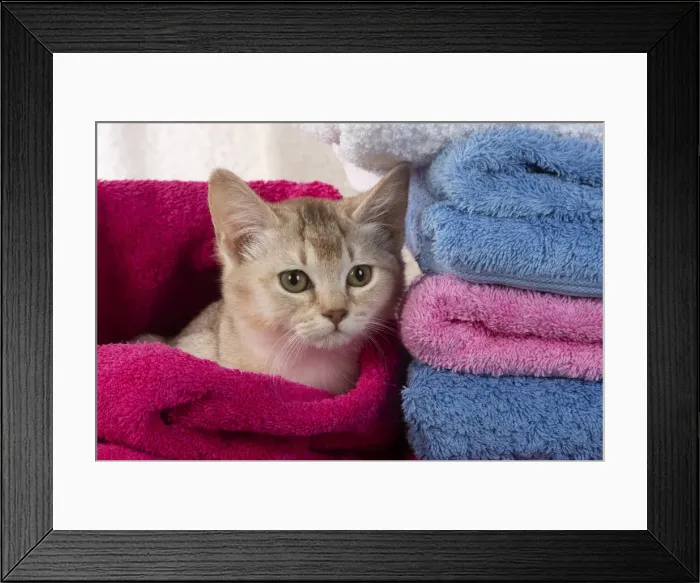 Framed Print : A22, 559. CAT.Caramel silver Burmilla in coloured towels Date: 25-Mar-19 Framed Print : A22, 559. CAT.Caramel silver Burmilla in coloured towels Date: 25-Mar-19