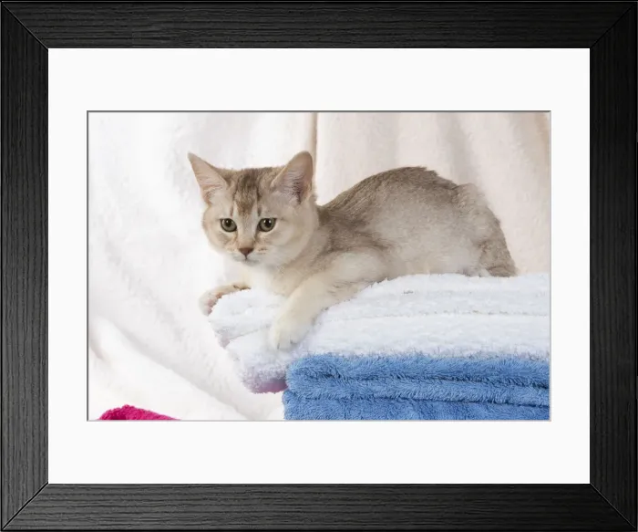 Framed Print : A22, 560. CAT.Caramel silver Burmilla in coloured towels Date: 25-Mar-19 Framed Print : A22, 560. CAT.Caramel silver Burmilla in coloured towels Date: 25-Mar-19