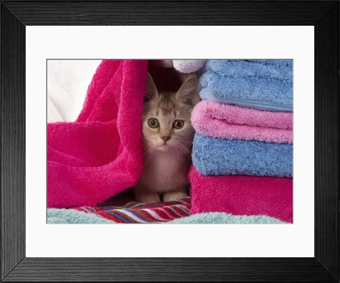 Framed Print : A22, 564. CAT.Caramel silver Burmilla in coloured towels Date: 25-Mar-19 Framed Print : A22, 564. CAT.Caramel silver Burmilla in coloured towels Date: 25-Mar-19