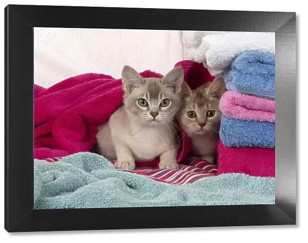 A22, 565. CATs. Burmilla, caramel silver and cinnamon silver, in coloured towels Date