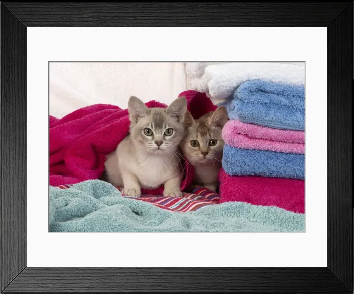 Framed Print : A22, 565. CATs. Burmilla, caramel silver and cinnamon silver, in coloured towels Date Framed Print : A22, 565. CATs. Burmilla, caramel silver and cinnamon silver, in coloured towels Date