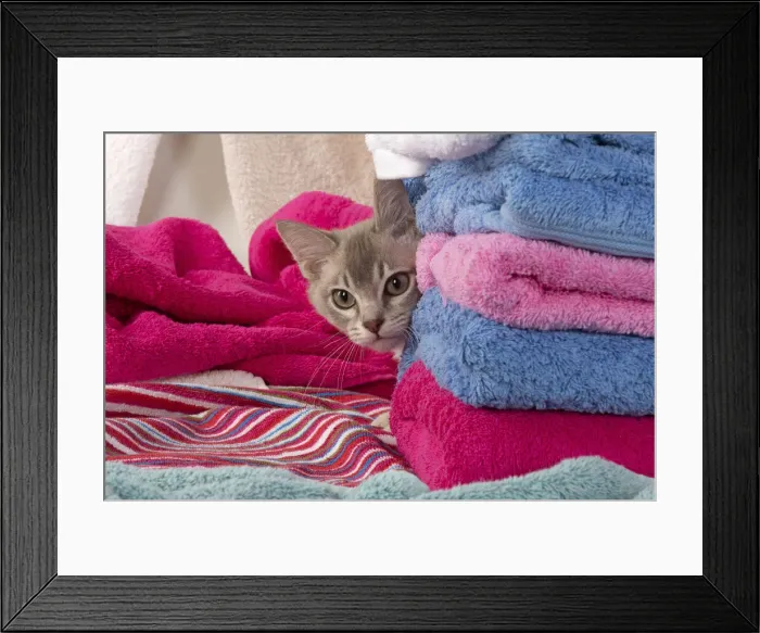 Framed Print : A22, 567. CAT. Burmilla, caramel silver, in coloured towels Date: 25-Mar-19 Framed Print : A22, 567. CAT. Burmilla, caramel silver, in coloured towels Date: 25-Mar-19