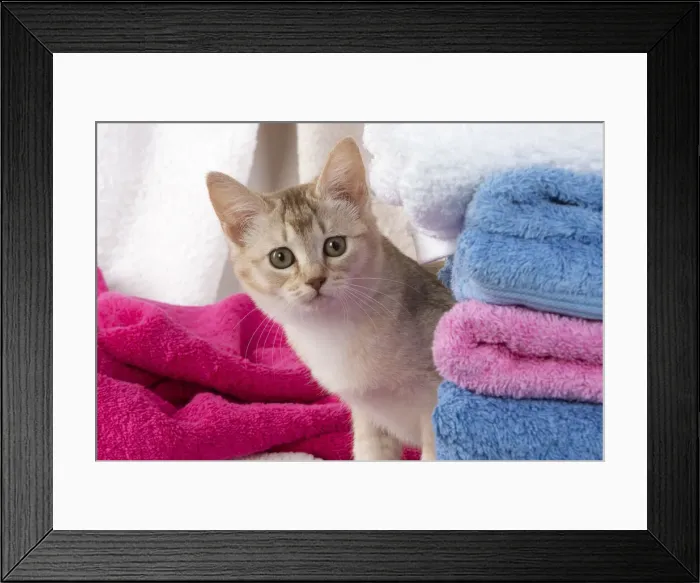 Framed Print : A22, 570. CAT.Caramel silver Burmilla in coloured towels Date: 25-Mar-19 Framed Print : A22, 570. CAT.Caramel silver Burmilla in coloured towels Date: 25-Mar-19