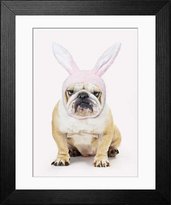 Framed Print : Bulldog, wearing Easter bunny hat Framed Print : Bulldog, wearing Easter bunny hat