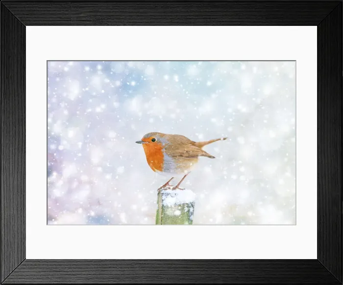 Framed Print : Robin - on snowy post Framed Print : Robin - on snowy post