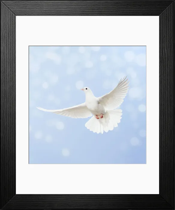 Framed Print : Dove in flight, bokeh Framed Print : Dove in flight, bokeh
