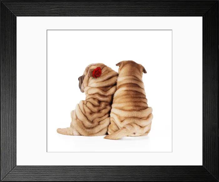 Framed Print : JD-17409E. Shar Pei Dogs - Rear view of puppies sitting down with red rose Date: 04-Feb-08 Framed Print : JD-17409E. Shar Pei Dogs - Rear view of puppies sitting down with red rose Date: 04-Feb-08