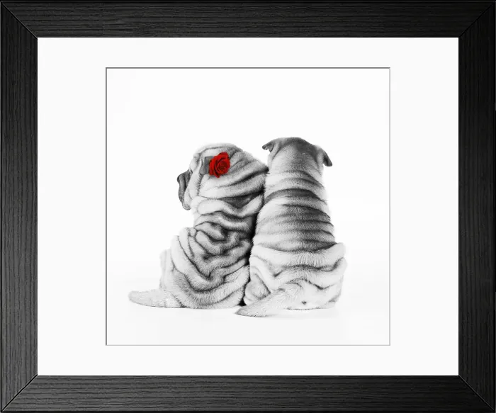 Framed Print : JD-17409E. Shar Pei Dogs - Rear view of puppies sitting down with red rose Date: 04-Feb-08 Framed Print : JD-17409E. Shar Pei Dogs - Rear view of puppies sitting down with red rose Date: 04-Feb-08