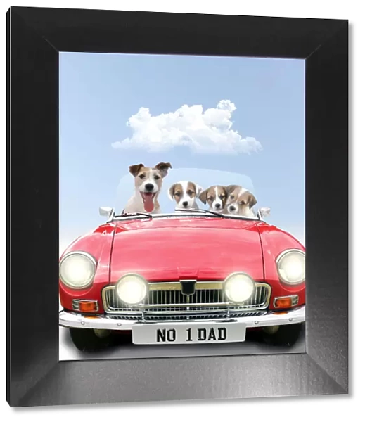 Jack Russell Terrier Dog driving car, adult with puppies