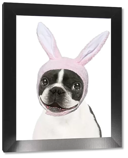 Boston Terrier Dog, smiling, happy, mouth open wearing Easter bunny ears