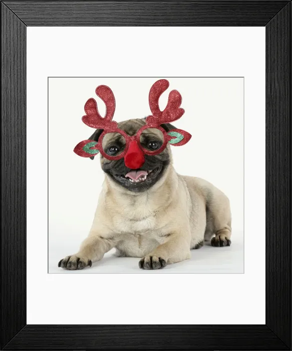 Framed Print : JD-19186. Pug Dog, laying down wearing Rudolph antler Christmas glasses Date: 05-Aug-07 Framed Print : JD-19186. Pug Dog, laying down wearing Rudolph antler Christmas glasses Date: 05-Aug-07