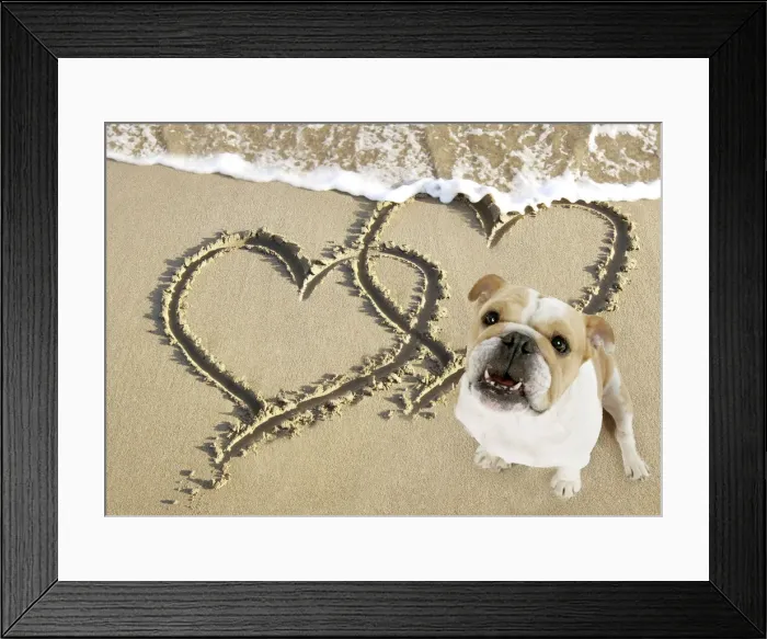 Framed Print : Bulldog on beach with heart draw in the sand Framed Print : Bulldog on beach with heart draw in the sand