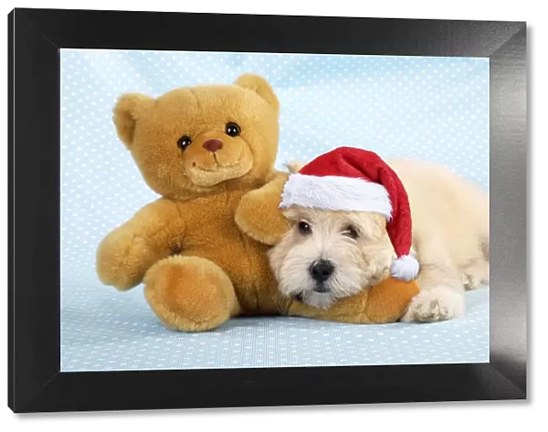JD-19927. Dog. Teddy dog wearing Christmas hat with teddy bear Date: 23-Jul-08