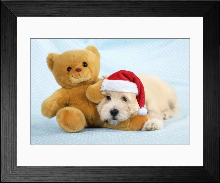 Framed Print : JD-19927. Dog. Teddy dog wearing Christmas hat with teddy bear Date: 23-Jul-08 Framed Print : JD-19927. Dog. Teddy dog wearing Christmas hat with teddy bear Date: 23-Jul-08