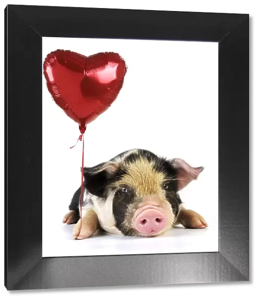 JD-20061. Pig - 2 week old Kune Kune piglet holding heart shaped helium balloon Date
