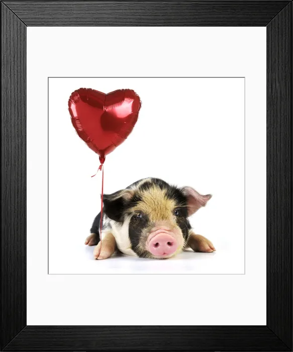 Framed Print : JD-20061. Pig - 2 week old Kune Kune piglet holding heart shaped helium balloon Date Framed Print : JD-20061. Pig - 2 week old Kune Kune piglet holding heart shaped helium balloon Date