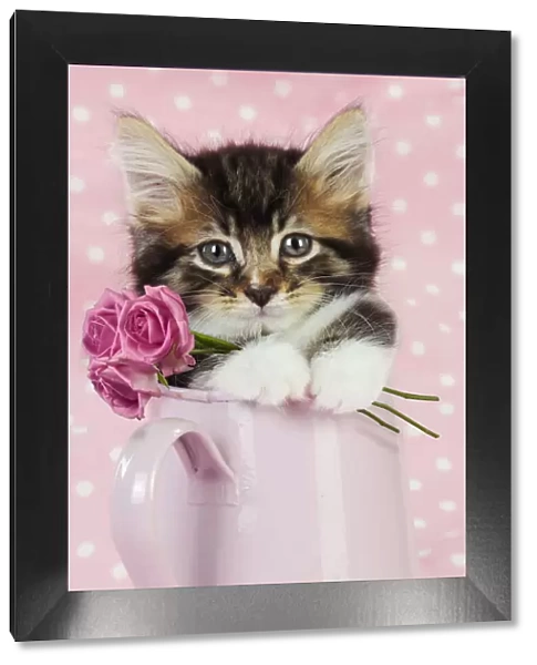 JD-20669. Cat. Kitten in pink jug with pink roses Date: 24-Jul-09