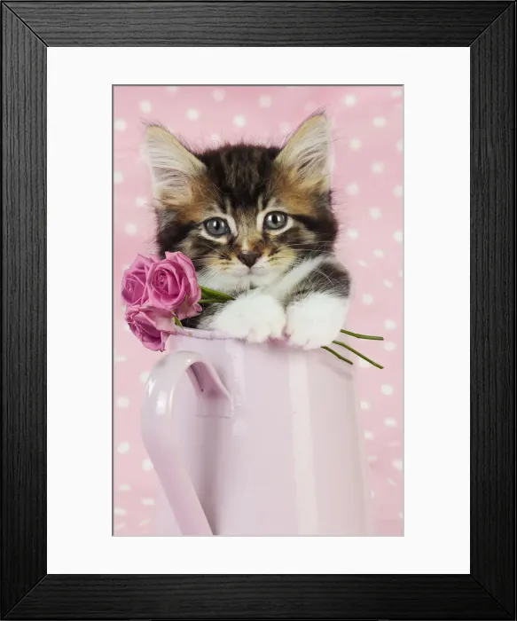 Framed Print : JD-20669. Cat. Kitten in pink jug with pink roses Date: 24-Jul-09 Framed Print : JD-20669. Cat. Kitten in pink jug with pink roses Date: 24-Jul-09