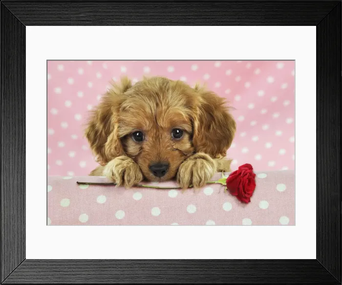 Framed Print : JD-21023. DOG. Cockerpoo puppy (Poodle X Cocker Spaniel ) 7 wks old holding Framed Print : JD-21023. DOG. Cockerpoo puppy (Poodle X Cocker Spaniel ) 7 wks old holding