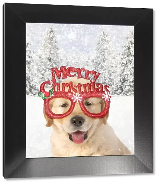 DOG - Golden Retreiver puppy 7 weeks old wearing Merry Christmas glasses