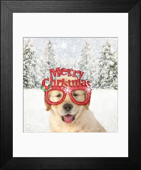 Framed Print : DOG - Golden Retreiver puppy 7 weeks old wearing Merry Christmas glasses Framed Print : DOG - Golden Retreiver puppy 7 weeks old wearing Merry Christmas glasses