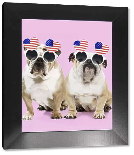 Dog, Bulldogs wearing heart shaped American flag glasses