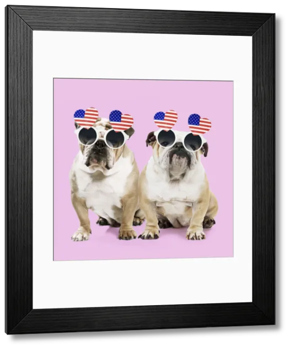 Framed Print : Dog, Bulldogs wearing heart shaped American flag glasses