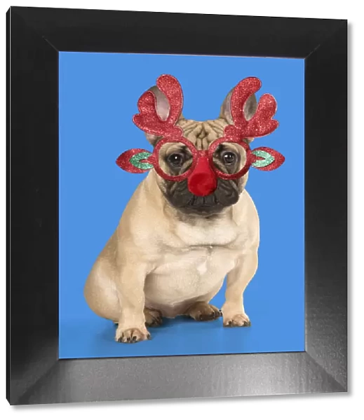 A20, 634. DOG. French Bulldog wearing Rudolph antler Christmas glasses Date: 18-Jan-18