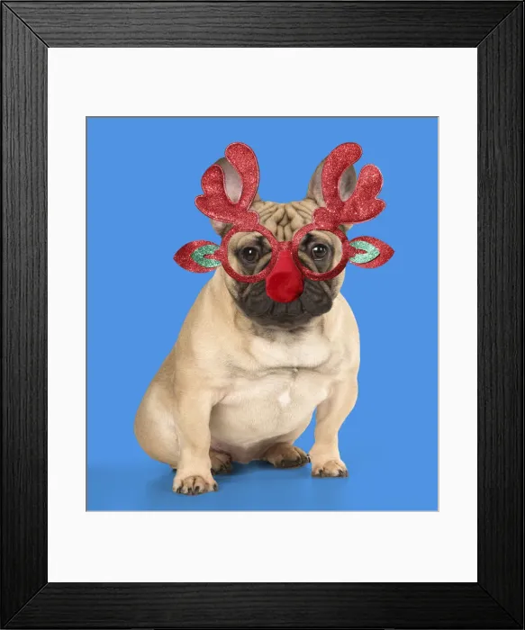 Framed Print : A20, 634. DOG. French Bulldog wearing Rudolph antler Christmas glasses Date: 18-Jan-18 Framed Print : A20, 634. DOG. French Bulldog wearing Rudolph antler Christmas glasses Date: 18-Jan-18