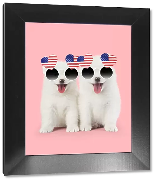 Samoyed puppies, mouths open on pink wearing heart shaped American flag glasses