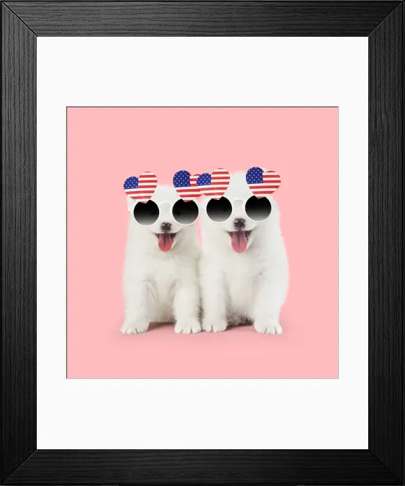 Framed Print : Samoyed puppies, mouths open on pink wearing heart shaped American flag glasses Framed Print : Samoyed puppies, mouths open on pink wearing heart shaped American flag glasses