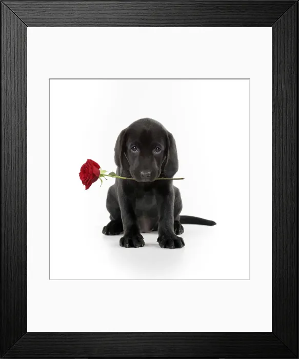 Framed Print : A21, 272. Black Labarador Dog, puppy sitting, holding a letter in its mouth, swalk Date Framed Print : A21, 272. Black Labarador Dog, puppy sitting, holding a letter in its mouth, swalk Date