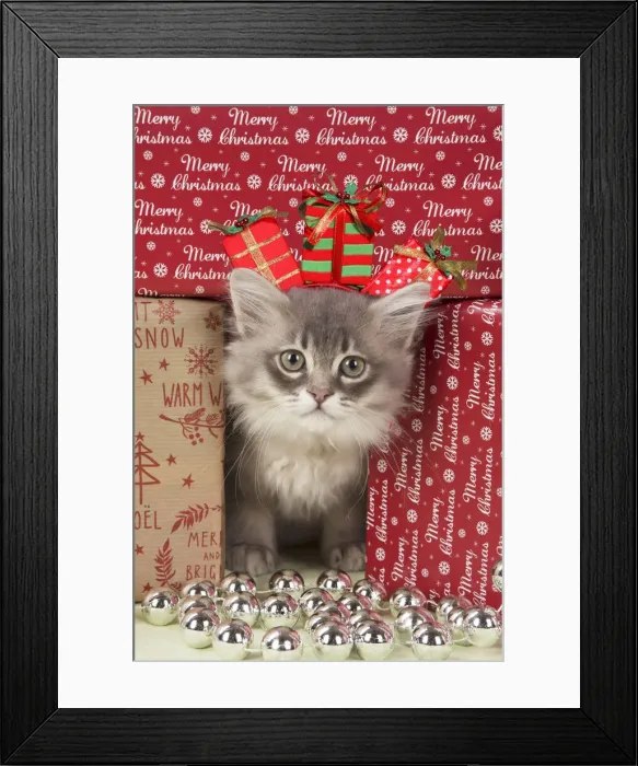 Framed Print : A20, 681. CAT. Tiffanie kitten( blue shaded ) in Christmas setting Date: 22-Jan-18 Framed Print : A20, 681. CAT. Tiffanie kitten( blue shaded ) in Christmas setting Date: 22-Jan-18