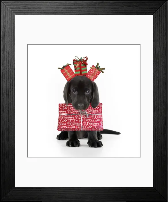 Framed Print : A21, 272. Black Labarador Dog, puppy sitting, carrying Christmas present Date: 13-Mar-18 Framed Print : A21, 272. Black Labarador Dog, puppy sitting, carrying Christmas present Date: 13-Mar-18