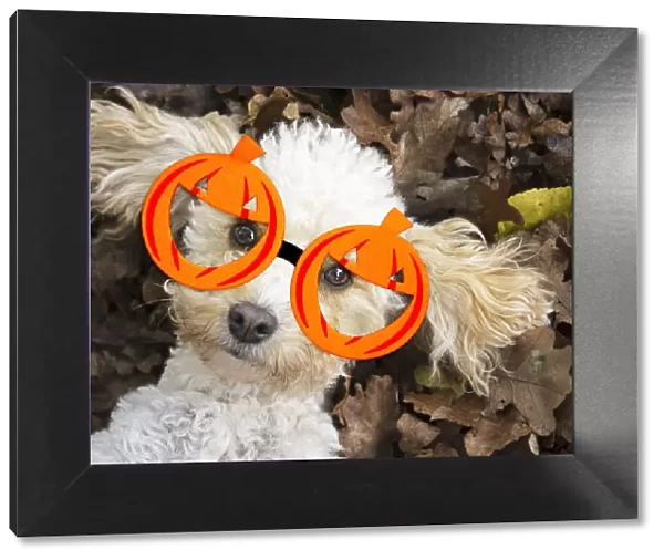 A22, 113. DOG, Cavapoo laying in autumn leaves wearing Halloween pumpkin glasses Date