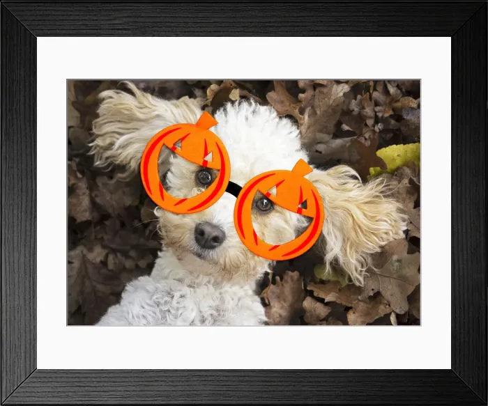 Framed Print : A22, 113. DOG, Cavapoo laying in autumn leaves wearing Halloween pumpkin glasses Date Framed Print : A22, 113. DOG, Cavapoo laying in autumn leaves wearing Halloween pumpkin glasses Date