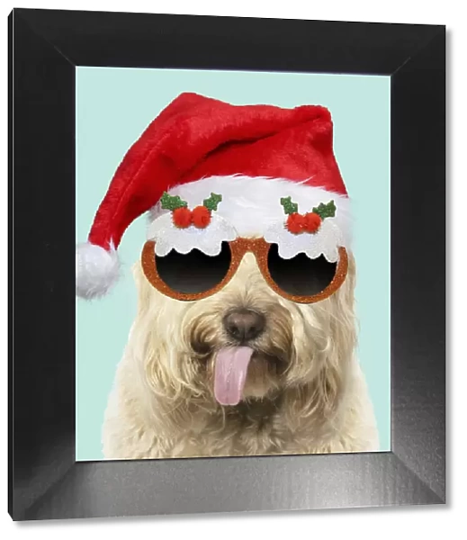 A23, 064. Cockerpoo Dog, mouth open, showing tongue wearing Christmas hat and glasses Date
